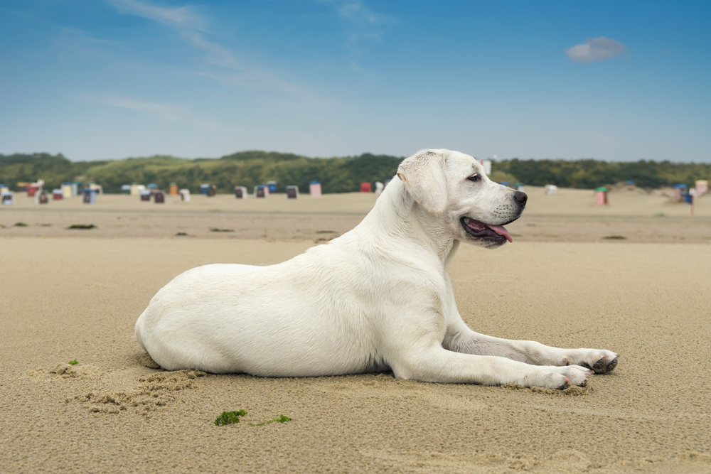 Verbringen Sie Ihren Ostsee Urlaub mit Hund - Entdecken Sie hundefreundliche Unterkünfte, Strände und Aktivitäten für unvergessliche Ferien an der Ostseeküste.