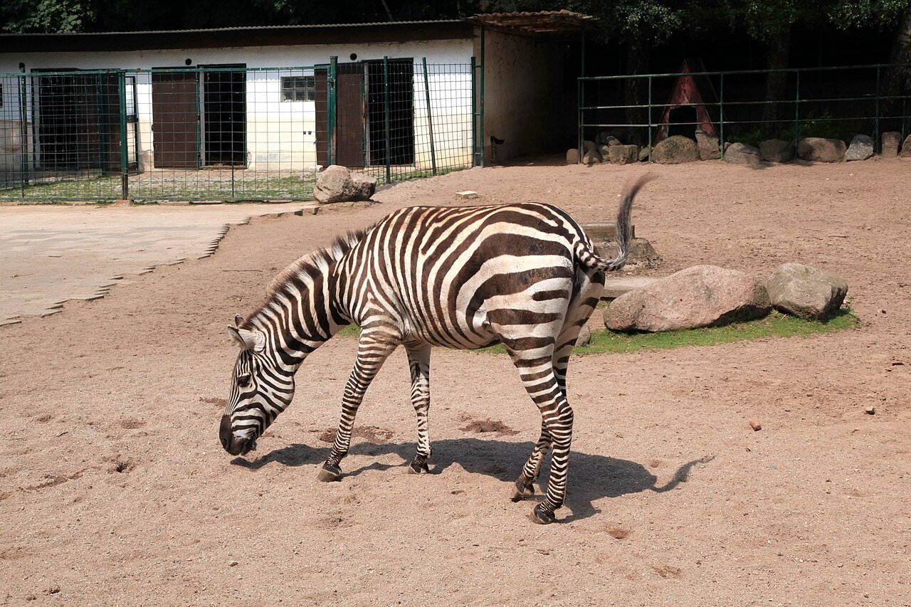 Ein Steppenzebra auf der sandigen Außenanlage im Tierpark Gettorf